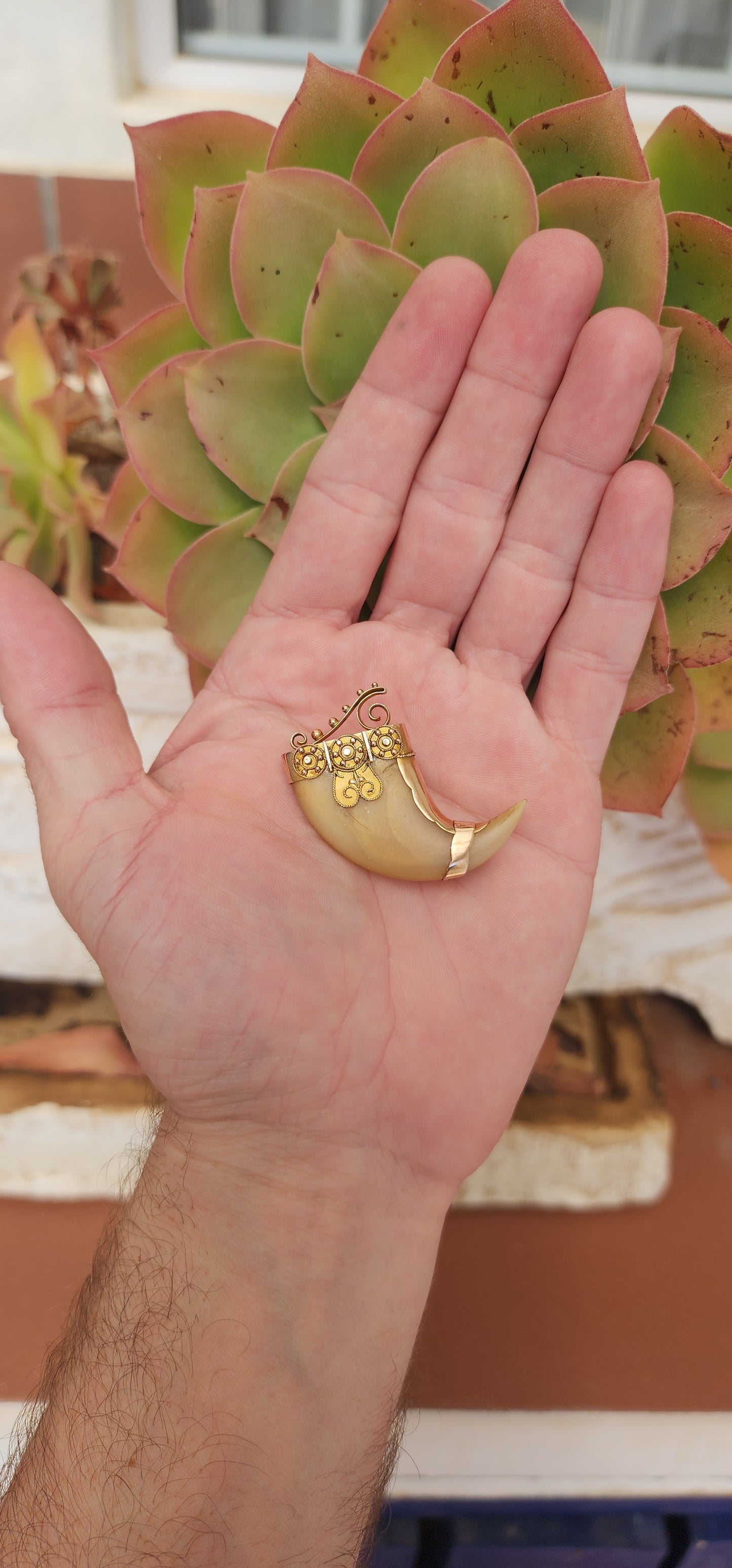 Large Victorian Tiger Claw brooch set in 9ct Yellow Gold.