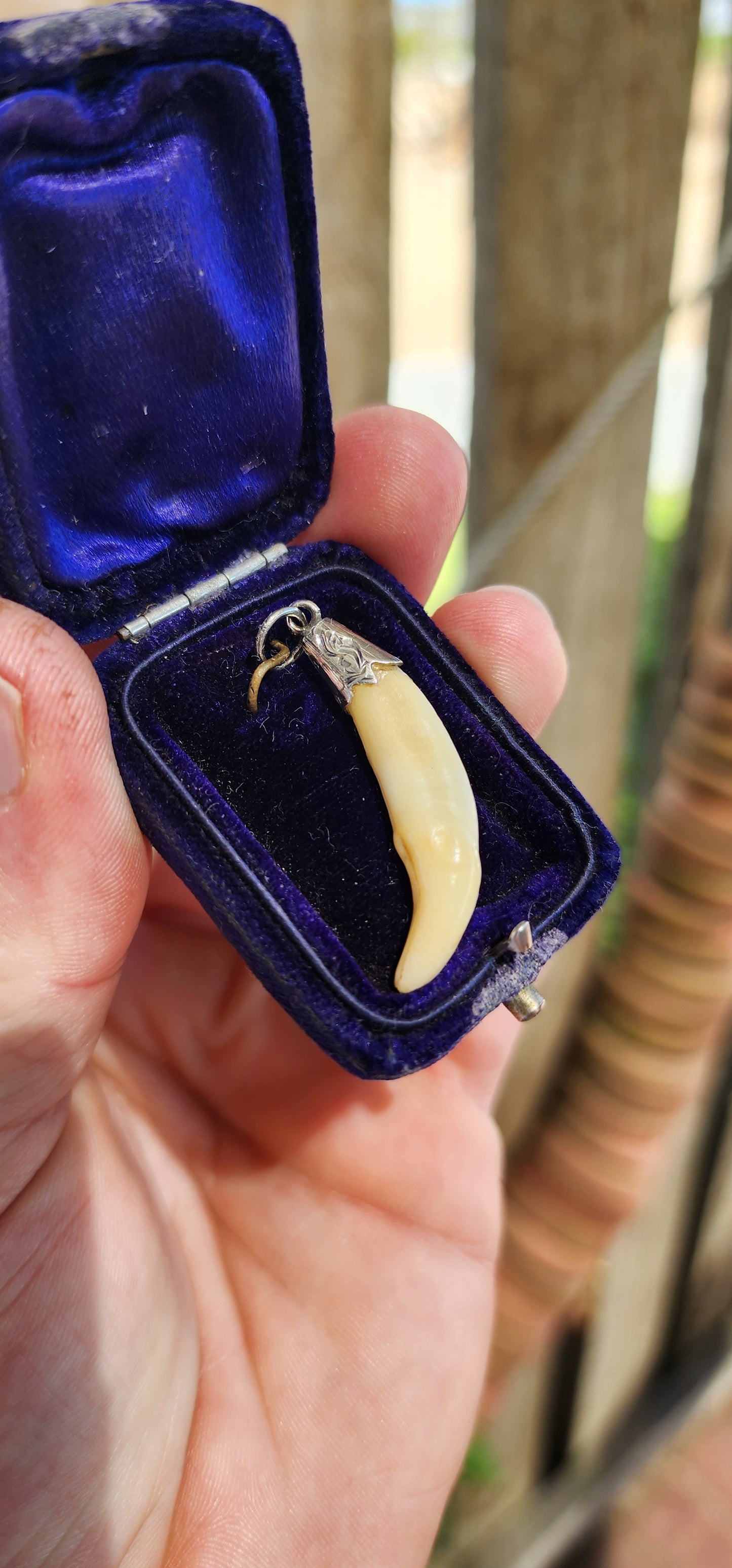 Victorian Fox Fang Hunting Pendant (circa late 1800s).