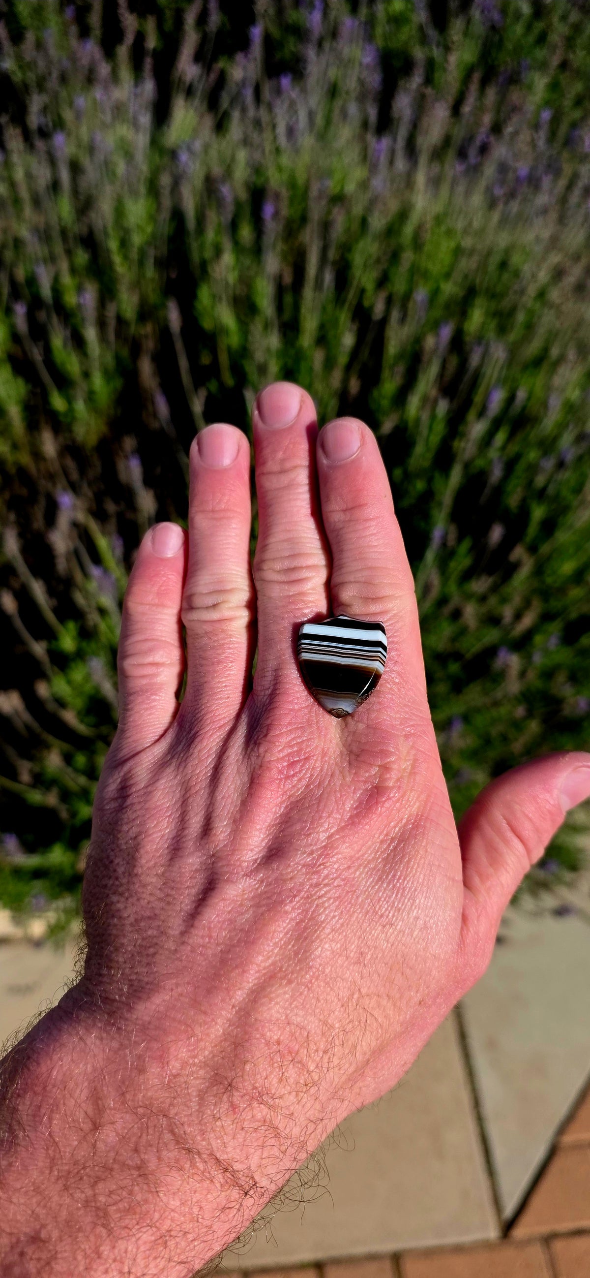 Antique Victorian era unset shield-shaped Banded Agate, beautifully polished with the most incredible natural layers of black, white, grey and warm brown.