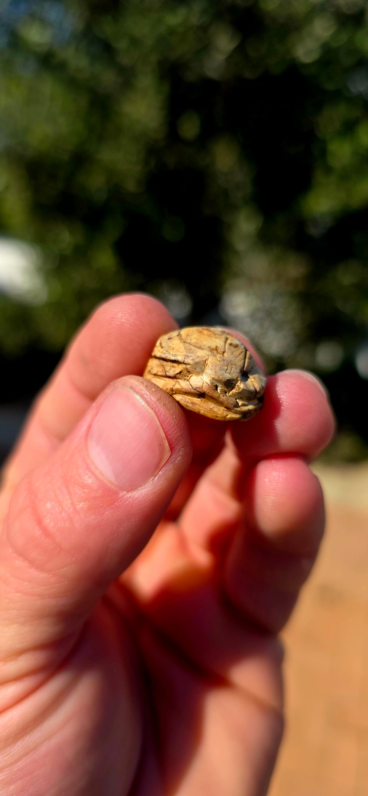 A wonderfully tactile hand-carved Ancient Egyptian steatite scarab beetle with the beetle beautifully modelled across the domed upper surface and an engraved design to the flat underside.