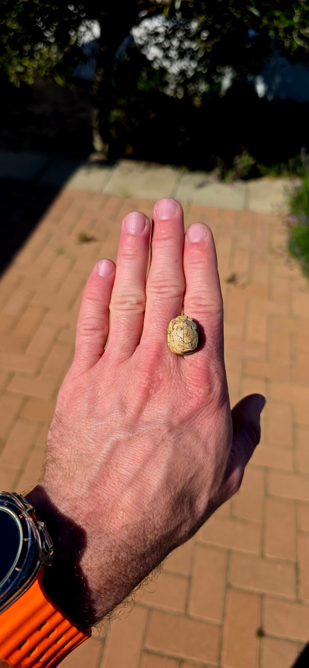 A wonderfully tactile hand-carved Ancient Egyptian steatite scarab beetle with the beetle beautifully modelled across the domed upper surface and an engraved design to the flat underside.