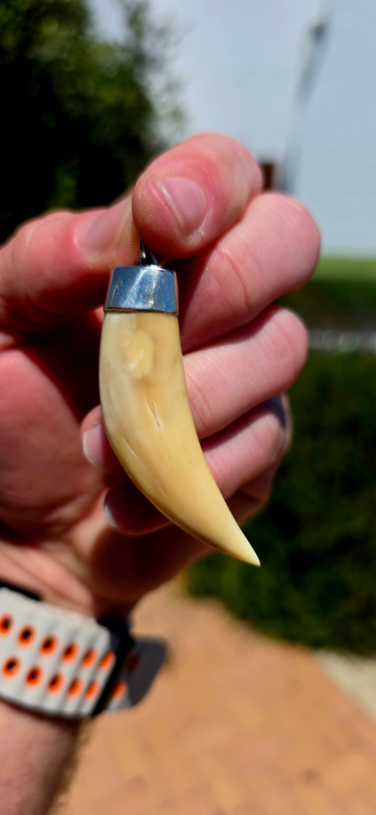 A striking antique lion tooth pendant, full of old-world character, natural beauty and a fascinating sense of history!