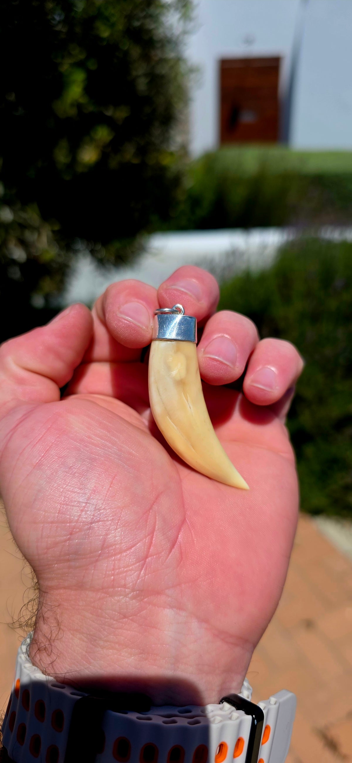A striking antique lion tooth pendant, full of old-world character, natural beauty and a fascinating sense of history!