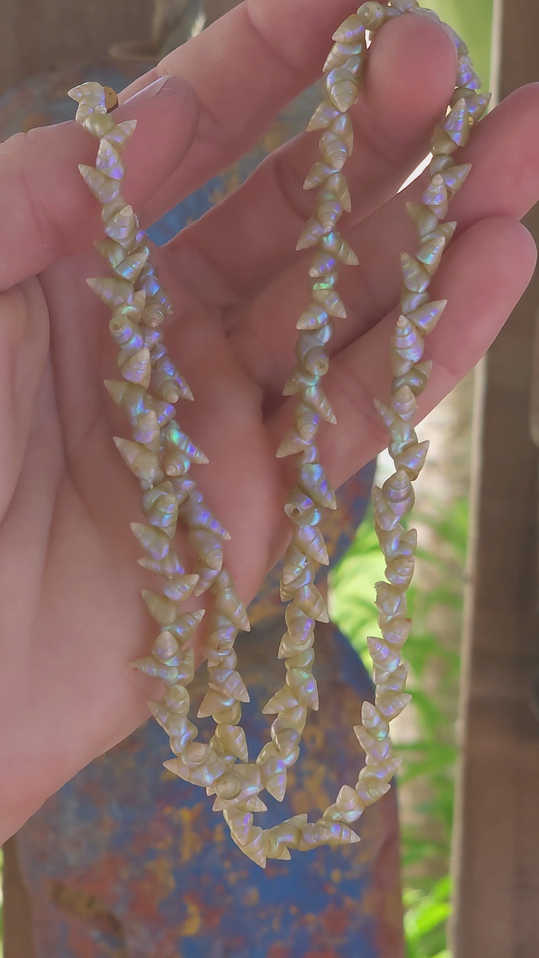 RARE!!This antique extra-length Aboriginal Tasmanian Maireener